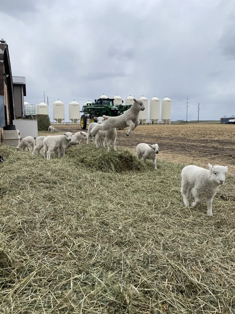 Lambs in a straw-covered farmyard, with grain bins in the distance